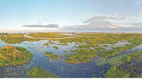 சதுப்புநிலங்கள் ஏன் நமக்கு அவசியம்?