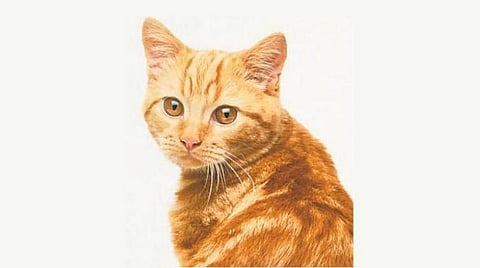 ஆக.6: இன்று என்ன? - சர்வதேச பூனைகள் தினம்