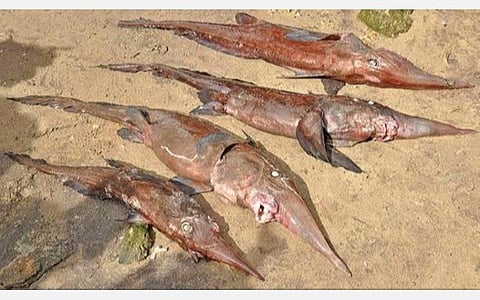 பாம்பன் மீனவர்கள் வலையில் பிடிபட்ட தும்பிக்கை மீன்கள்.