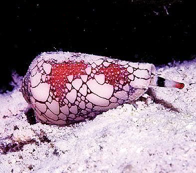 ஆழ்கடல் அதிசயங்கள் 18: ஈட்டி முனையில் நஞ்சு!