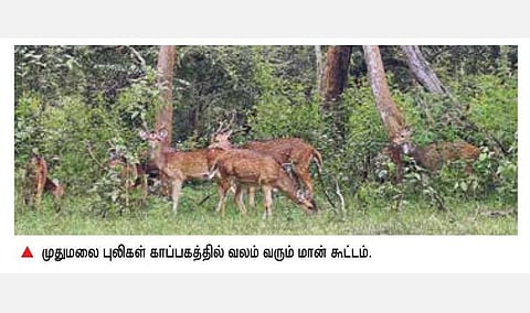 தொடர் மழையால் பசுமைக்கு திரும்பிய முதுமலை: சாலையோரங்களில் திரியும் வன விலங்குகள்