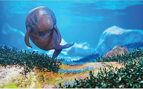 ஆழ்கடல் அதிசயங்கள் 19: கடலின் மேய்ச்சல் விலங்குகள்