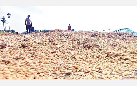 வாலாஜாபாத் அருகே தாழையாம்பட்டு பகுதியில் மழையில் நனைந்து சேதமடைந்த நெல்மணிகள்.