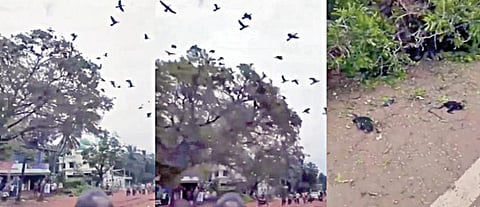 கேரளாவில் சாலை விரிவாக்க பணிக்காக ஒரு மரத்தை வெட்டிய போது அதில் இருந்த நூற்றுக்கும் மேற்பட்ட பறவைகள் இறந்தன.