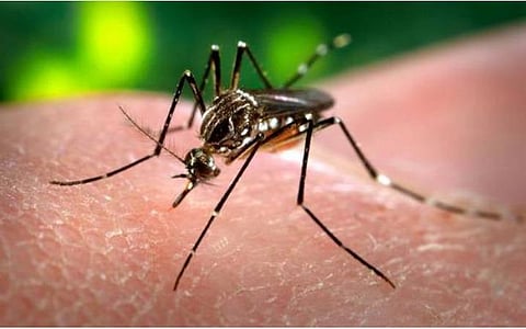 தமிழகத்தில் நடப்பாண்டில் டெங்கு காய்ச்சலால் 3,396 பேர் பாதிப்பு: தமிழக பொது சுகாதாரத் துறை தகவல்