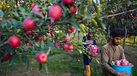 சாலை சீரமைப்பு, கல்வீச்சு சம்பவத்தால் காஷ்மீரில் லாரிகளில் அழுகும் ஆப்பிள்கள்