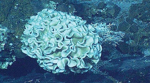 ஸெனேபியோபோர்