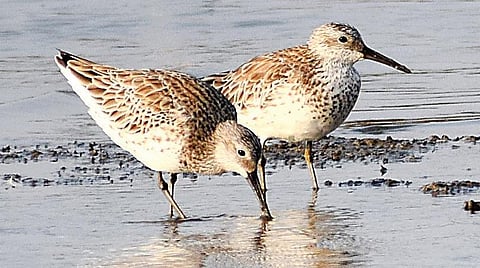 தமிழகத்தைத் தேடி வரும் கரையோரப் பறவைகள்