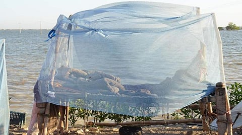 கொசுக்களால் பரவும் நோய்களை தடுக்க இந்தியாவின் உதவியை நாடும் பாகிஸ்தான்