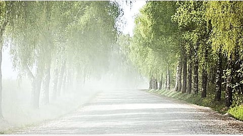 இயற்கை 24X7 - 26: முன்பனியா? புகைப்பனியா?