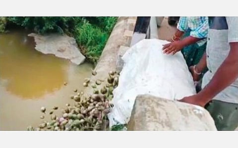 மகசூல் அதிகரிப்பு மற்றும் உரிய விலையில்லாததால், வேப்பனப்பள்ளி அருகே உள்ள  கங்கோஜிகொத்தூர் மார்க்கண்டேய நதியில் கத்தரிக்காய்களை வீசும் விவசாயி.