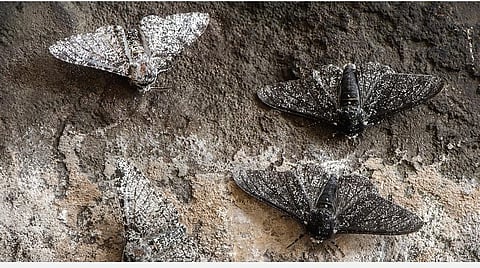 இயற்கை 24X7 - 27: அந்திப்பூச்சியாக மாறுவோமா, மறைந்து போவோமா?