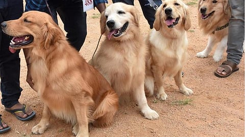 கோப்புப் படம்