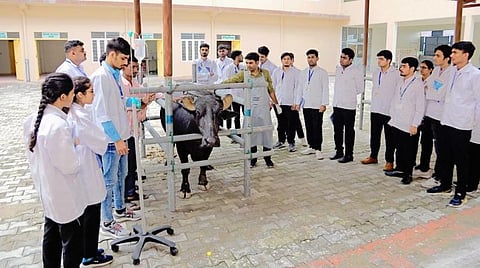 தமிழக மாணவர்கள் அதிகளவில் படிக்கும் ராஜஸ்தான் ஆர்.ஆர்.கால்நடை மருத்துவக் கல்லூரி: சேர்க்கைக்கு விண்ணப்பிக்க நவ.15 கடைசி