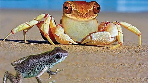 கதைக்குறள் 16: நண்டும் தவளையும்