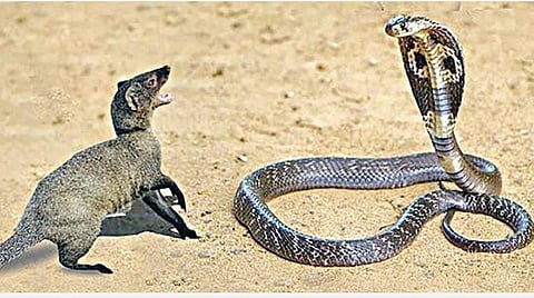 டிங்குவிடம் கேளுங்கள்: கருவில் எந்த உறுப்பு முதலில் உருவாகும்?