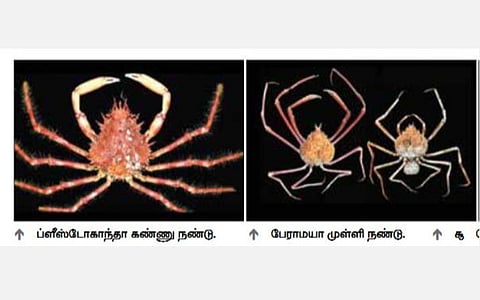 3 புதிய நண்டு வகைகள் - சிங்கப்பூர், தைவான், பிரான்ஸ் பல்கலை.களுடன் இணைந்து அண்ணாமலை பல்கலை. கண்டறிவு