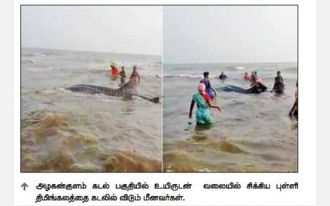 ராமேசுவரம் அருகே வலையில் சிக்கிய புள்ளி திமிங்கலம்: மீண்டும் கடலில் விட்ட மீனவர்கள்