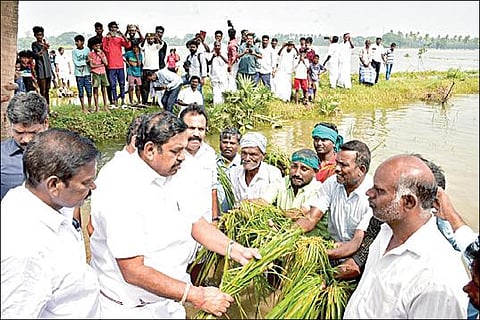 மயிலாடுதுறை மாவட்டம் பன்னீர்கோட்டகம் பகுதியில் மழையால் பாதிக்கப்பட்ட நெற்பயிர்களை நேற்று பார்வையிட்ட எதிர்க்கட்சித் தலைவர் பழனிசாமி.