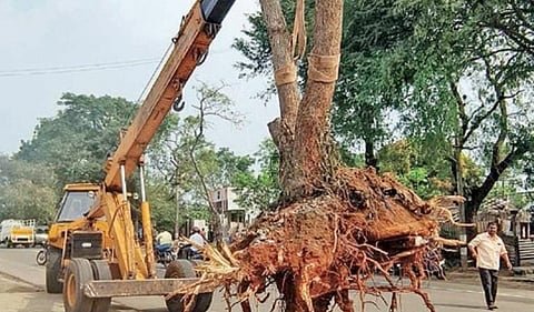 ஆனைமலை அருகே குஞ்சி பாளையத்தில் மறுநடவு செய்வ தற்காக வேருடன் பிடுங்கப்பட்டு கிரேன் மூலம் கொண்டு செல்லப்பட்ட வேப்ப மரம்.
