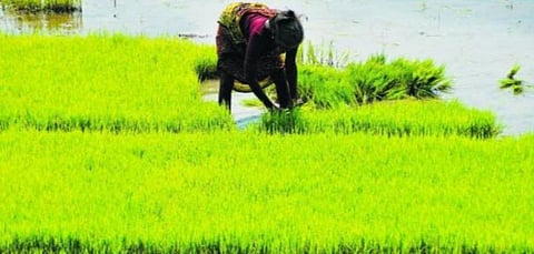 சம்பா நெற்பயிர் காப்பீட்டுக்கு கால நீட்டிப்பு - பருவமழை காரணமாக நடவடிக்கை