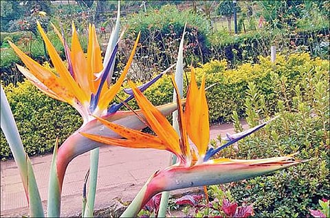 கொடைக்கானல் பிரையன்ட் பூங்காவில் பறவை பறப்பதுபோல தோற்றமளிக்கும்   ‘பேர்ட் ஆஃப் பாரடைஸ்’ மலர்.