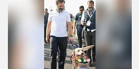 ம.பி.யில் ராகுலுக்கு பூங்கொத்து வழங்கி ‘லிசோ’, ‘ரெக்சி’ வரவேற்பு