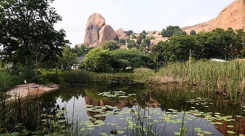 அரிட்டாப்பட்டியில் பசுமை பரப்பியுள்ள நெற்பயிர்கள்.  படம்: எஸ்.கிருஷ்ணமூர்த்தி