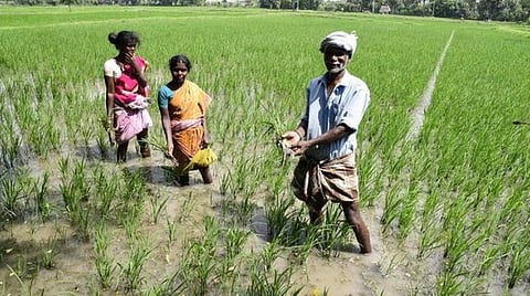 நாடு முழுவதும் 11.5 கோடி விவசாயிகளுக்கு ரூ.2.24 லட்சம் கோடி நேரடியாக விநியோகம்