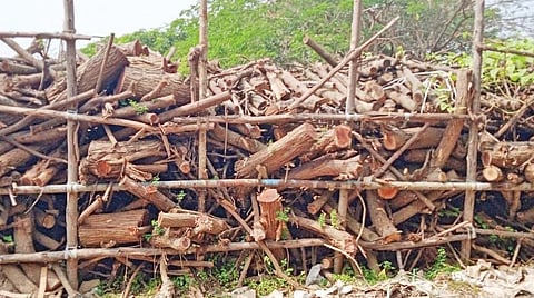 கரசூரில் மரங்கள் வெட்டப்பட்டது குறித்து விசாரணை நடத்தும் வனத்துறையினர்.