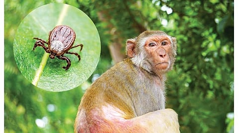 இயற்கை 24X7 - 35: காடழித்தால் நாடு வளருமா?