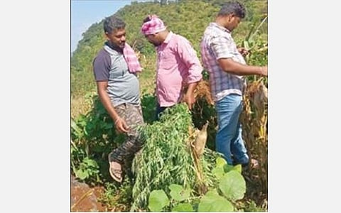 கல்வராயன் மலையடிவாரத்தில் பயிரிடப்பட்டிருந்த கஞ்சா செடிகளை அழிக்கும் போலீஸார்.