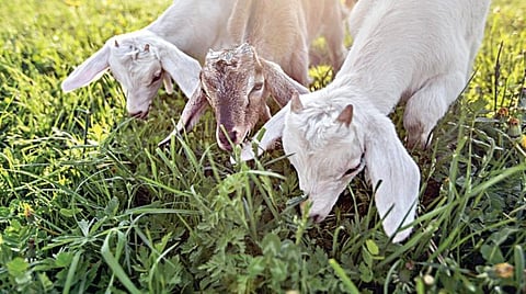 கதைக் குறள் - 22: அடக்கத்தோடு இருந்தால் நன்மை அடையலாம்