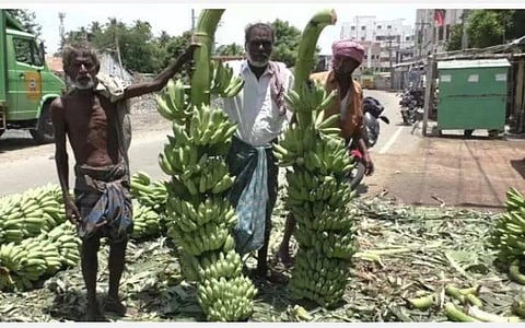 திண்டுக்கல் மார்க்கெட்டுக்கு விற்பனைக்கு வந்த 6 அடி உயர மெகா வாழைத்தார்