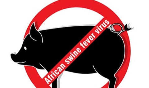 முதுமலை வனப்பகுதிகளில் பரவும் ஆப்ரிக்கன் பன்றிக்காய்ச்சல்