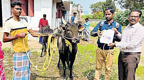 விளாச்சேரி கால்நடை மருந்தகத்தில் ஜல்லிக்கட்டு காளைக்கு தகுதி சான்றிதழை அதன் உரிமையாளரிடம் வழங்கினார் கால்நடை உதவி மருத்துவர் சிவக்குமார்.