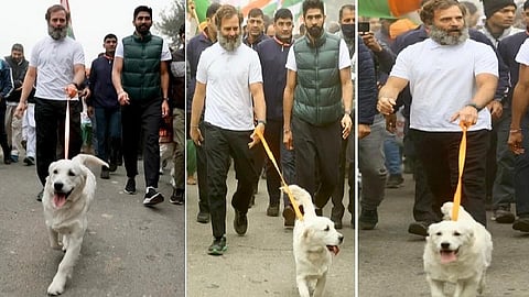 இந்திய ஒற்றுமை யாத்திரை | ராகுலுடன் உற்சாகமாக நடைபோட்ட பிரியங்காவின் வளர்ப்பு நாய் லூனா!