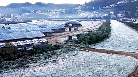 பனி பொழிவால் வெண்மையாக காட்சியளித்த உதகை குதிரை பந்தய மைதானம். படம்: ஆர்.டி.சிவசங்கர்