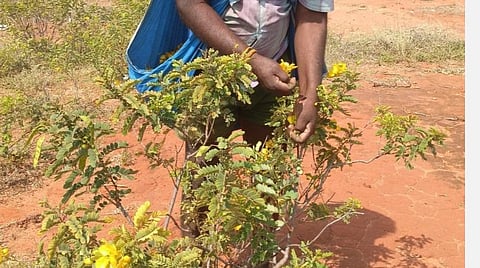 ஜி.கல்லுப்பட்டி பகுதியில் ஆவாரம்பூ சேகரிப்பில் ஈடுபட்டுள்ள தொழிலாளி.