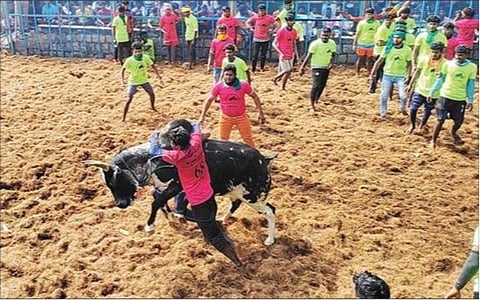 கரூர் மாவட்டம் ராச்சாண்டார் திருமலையில் நேற்று நடைபெற்ற ஜல்லிக்கட்டில் காளையை அடக்கும் வீரர்.