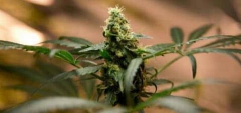 நாமக்கல் | கோழி தீவன ஆலையில் கஞ்சா செடி பறிமுதல்: போலீஸ் தீவிர விசாரணை