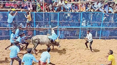 கொசவபட்டியில் நடந்த ஜல்லிக்கட்டில் மாடுபிடி வீரரை தூக்கி வீசிய காளை.