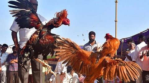 பொங்கல் பண்டிகையை முன்னிட்டு, திருவள்ளூர் அருகே தங்கானூர் கிராமத்தில் நேற்று 3 நாள்  சேவல் சண்டை போட்டிகள் தொடங்கின.