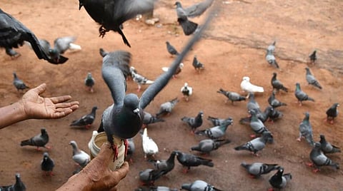 உ.பி.யில் பூனை காணாமல் போனதால் கோபம் 35 புறாக்களை விஷம் வைத்து கொன்ற பெண்