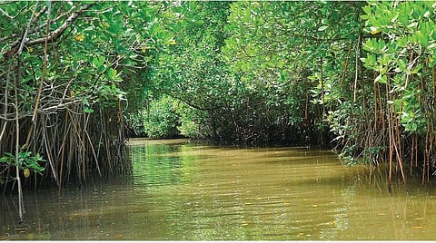 பிப்ரவரி 2: சதுப்புநில நாள் | பாழ்நிலமாகத் தவறாகக் கருதப்படும் புதையல்கள்
