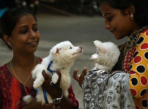 வளர்ப்பு நாய்களுக்கு உரிமம் பெறும் நடைமுறை - சேலம் மாநகராட்சி கூட்டத்தில் தீர்மானம் நிறைவேற்றம்