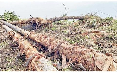 வேப்பூர் அருகே அனுமதியின்றி வெட்டப்பட்டுள்ள பனை மரங்கள்.