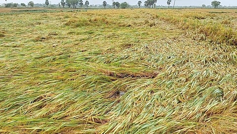 நாகப்பட்டினத்தில் மழையின் காரணமாக சேதமடைந்துள்ள சம்பா பயிர்கள் | கோப்புப்படம்