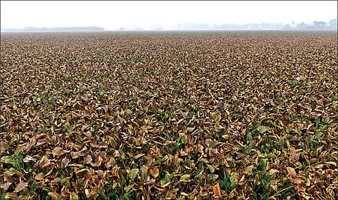 சேலம் நெய்க்காரப்பட்டியில் உள்ள கொட்டநத்தான் ஏரியில் சாயக்கழிவு நீர் கலப்பதால் ஏரி நீர் மாசடைந்துள்ளது. மேலும், ஆகாயத்தாமரையும் ஆக்கிரமித்துள்ளது. | படம்: எஸ். குரு பிரசாத் |