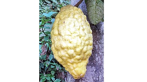 குன்னூரில் காய்த்துள்ள 2 கிலோ எடையுள்ள எலுமிச்சை